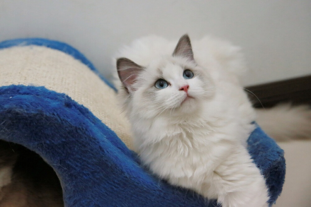 狗狗鼻子出血了怎么办啊